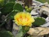 Opuntia humifusa Opuntia humifusa