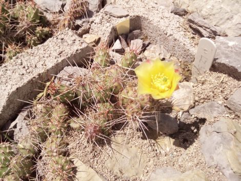 Opuntia fragilis LZ364