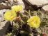 Opuntia x columbiana Lincoln Co., WA, USA