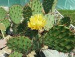 Opuntia phaeacantha DJF1339