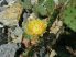 Opuntia phaeacantha DJF1339