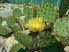 Opuntia phaeacantha DJF1339 (EU SHIPPING ONLY!)