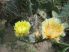 Opuntia phaeacantha DJF1339 (EU SHIPPING ONLY!)