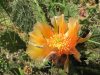 Opuntia phaeacantha 'Orangeade'