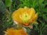 Opuntia phaeacantha 'Orangeade'