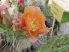 Opuntia phaeacantha 'Orangeade' (EU SHIPPING ONLY!)