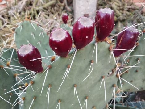 Opuntia engelmannii 