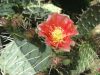 Opuntia phaeacantha 'Kirschrot'