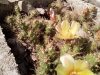 Opuntia fragilis SB1423