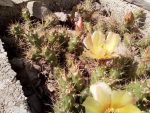 Opuntia fragilis SB1423