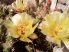 Opuntia fragilis SB1423
