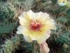 Opuntia fragilis hibrid Opuntia fragilis hibrid