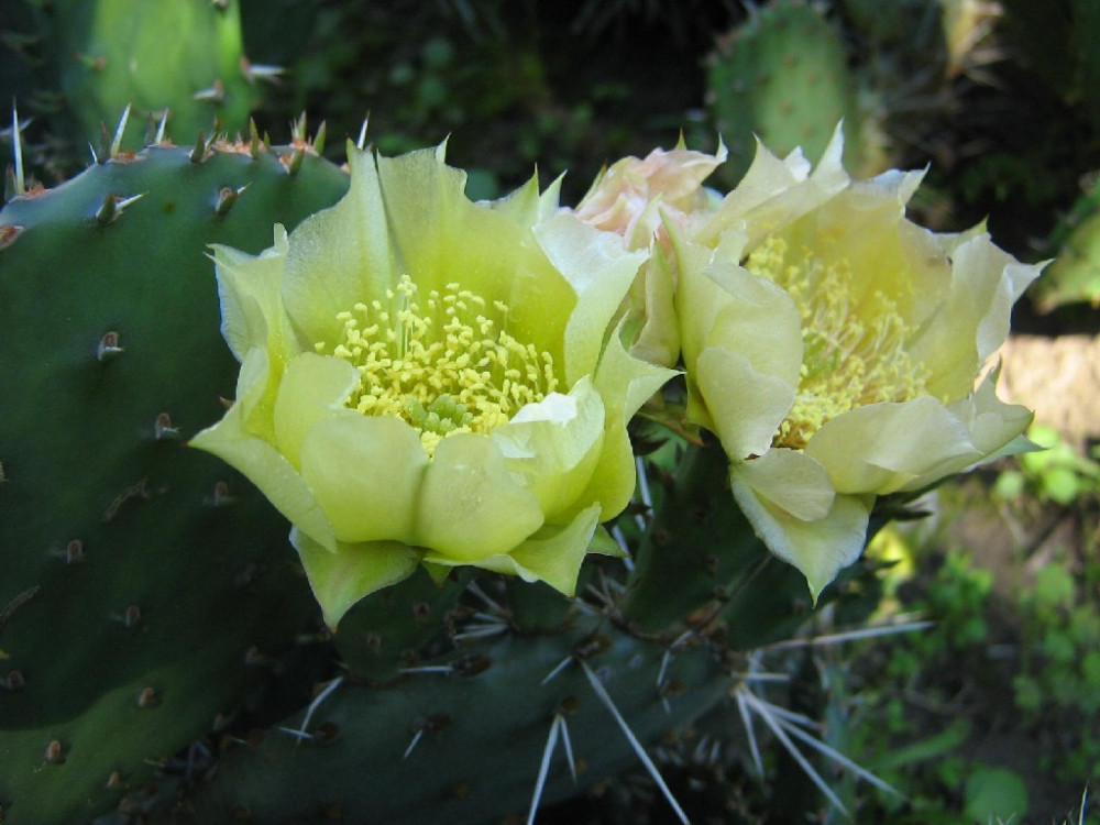 Opuntia macrorhiza var. montana DJF667 (EU SHIPPING ONLY!)