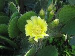 Opuntia mackensenii DJF1298 Lawton, OK, USA
