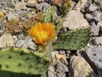 Opuntia mackensenii DJF1298 