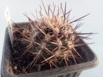 Austrocactus patagonicus JN605