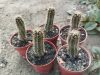 Austrocactus longicarpus JN1769 before Primeros Piňos, Neuquen, 1383m, Argentina Austrocactus longicarpus JN1769 before Primeros Piňos, Neuquen, 1383m, Argentina