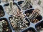 Austrocactus philippii ROS792