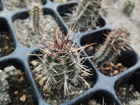 Austrocactus philippii ROS792 Austrocactus philippii ROS792