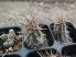 Austrocactus philippii ROS792 Austrocactus philippii ROS792