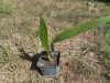 Livistona chinensis (kínai legyezőpálma)