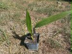 Livistona chinensis (kínai legyezőpálma)