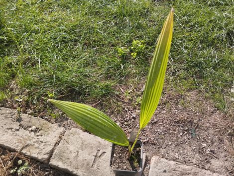 Livistona chinensis (chinese fan palm)