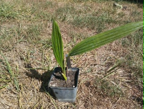 Livistona chinensis (kínai legyezőpálma) Livistona chinensis (kínai legyezőpálma)