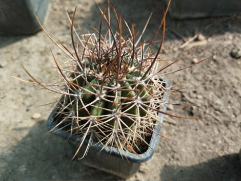 Echinopsis leucantha JN400 Echinopsis leucantha JN400