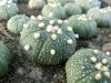 Astrophytum asterias RS1297