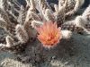 Pterocactus valentini CJH404 (MK1072) Pterocactus valentini CJH404 (MK1072)