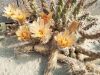 Pterocactus fischeri JN26 Pterocactus fischeri JN26