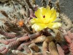 Pterocactus megliolii JN995