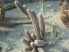 Pterocactus megliolii JN995