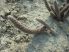 Pterocactus megliolii JN995