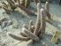Pterocactus megliolii JN995
