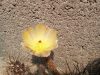 Pterocactus megliolii JN470 Pterocactus megliolii JN470
