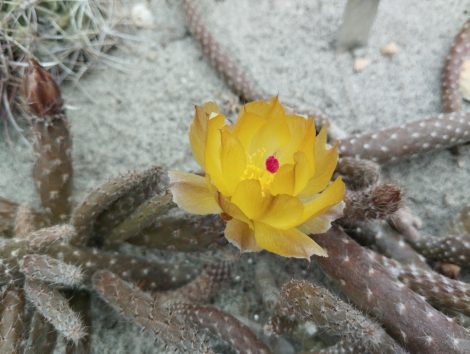 Pterocactus megliolii JN470 Pterocactus megliolii JN470