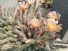 Pterocactus valentini JN20