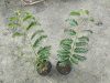 Tamarind (Tamarindus indica)