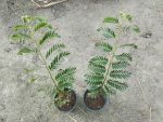 Tamarind (Tamarindus indica)