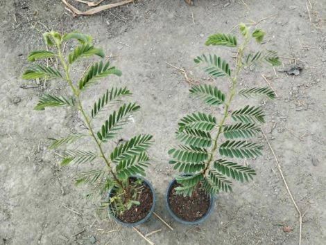 Tamarind (Tamarindus indica) Tamarind (Tamarindus indica)