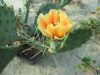 Opuntia pottsii DJF1447