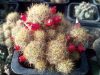 Mammillaria prolifera (syn. M. pusilla) Mammillaria prolifera (syn. M. pusilla)