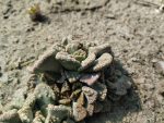 Titanopsis calcarea SB1311
