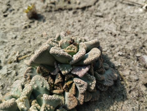 Titanopsis calcarea SB1311