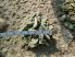 Titanopsis calcarea SB1311