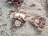 Titanopsis calcarea SB1311