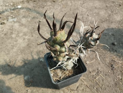 Tephrocactus articulatus var. papyracanthus
