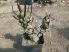 Tephrocactus articulatus var. papyracanthus